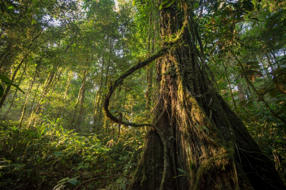 Observatoire Des Forêts Françaises