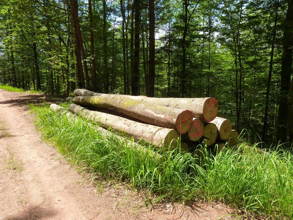 Forêt - Bois  Ministère de l'Agriculture et de la Souveraineté