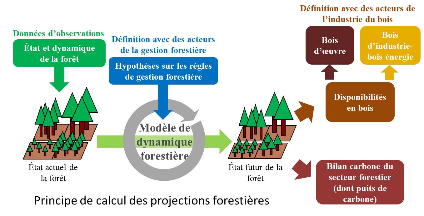 Vers une planification de la filière forêt-bois